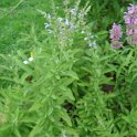 Salvia somaliensis
